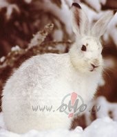 &nbsp;&nbsp;&nbsp; Za��ts aiziet ciku-caku, svilpodams pa me�a taku, ...