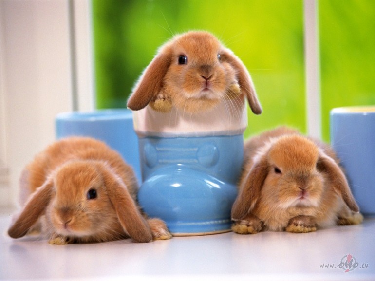 ALISON_KRAUSS__&__JOHN_WAITE