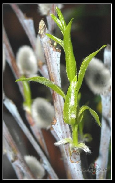 Dzejolis par pavasari