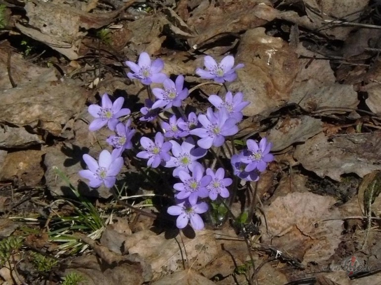 Skaistu un pavasar�gi nenopietnu&nbsp;�o vakaru!:)
Pien�c tuv�k ...