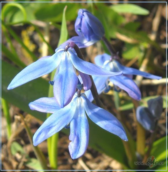 Pavasara sveiciens:)