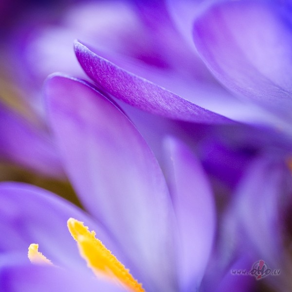 Es ien�ku no ziemas pavasar�ar lazdu ziedu kurp�t�m,kas k�j�s,ar ...