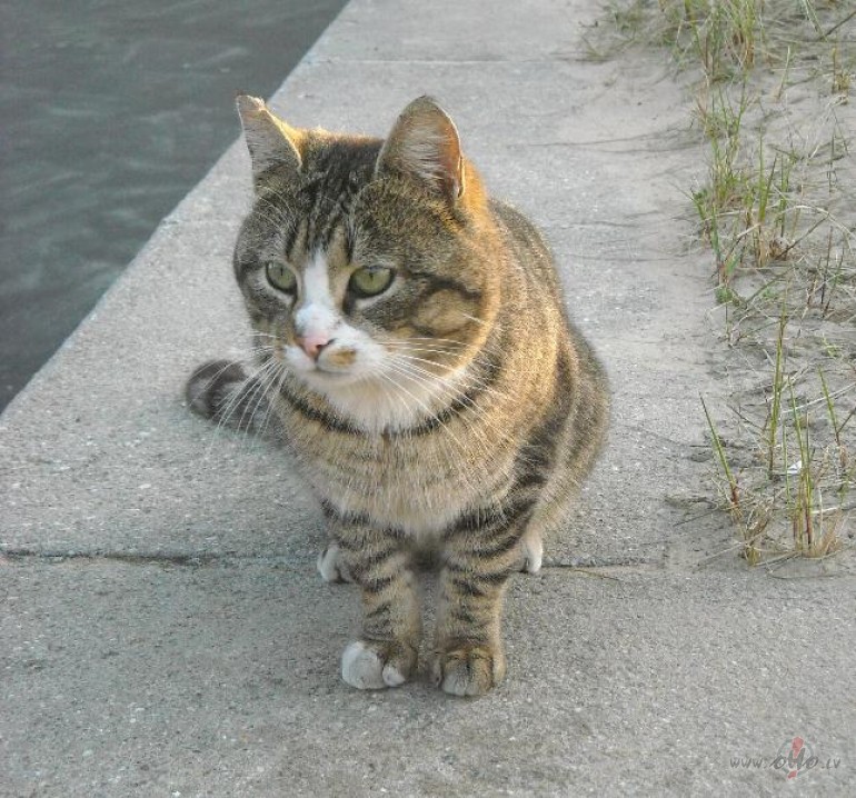 Vec��os m�t j�ras ka�is:)