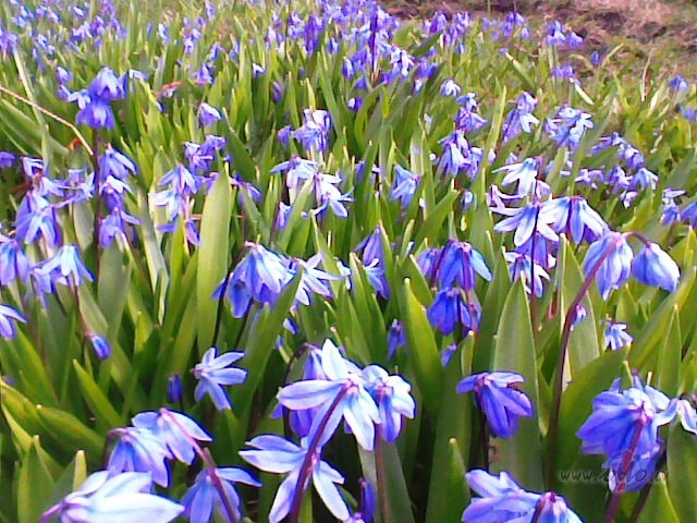 D�vin�tais pavasaris.