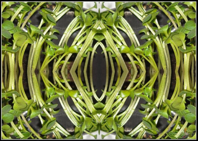 Ursi�n� m�ksla ��da