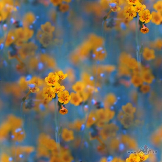 Tu esi mans draugs,to zina pat negantais v�j�un b�rza skaras,kas ...