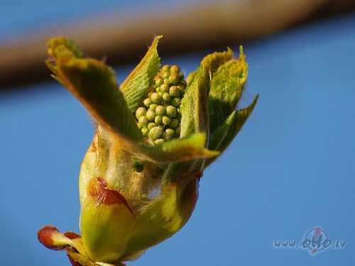 Sp�l� mans vijolnieks br��am tik klusi,tikko var sadzird�t pumpuru ...