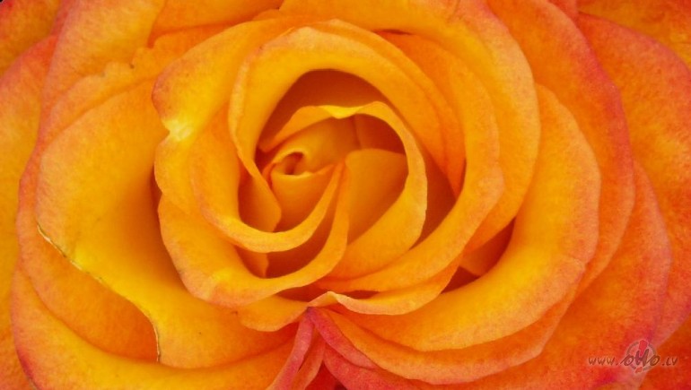 Ro�u smar�� apreibusi