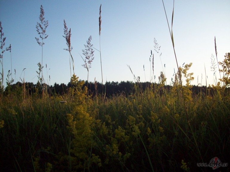 Uz katru latvieti izn�kot pa 2 dain�m.Nez,kuras divas ir ...