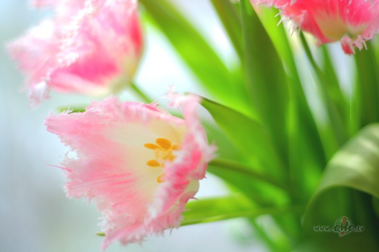 Tu dr�ksti mani nosk�pst�t un palikt,lai nepalieku es par lietu ...