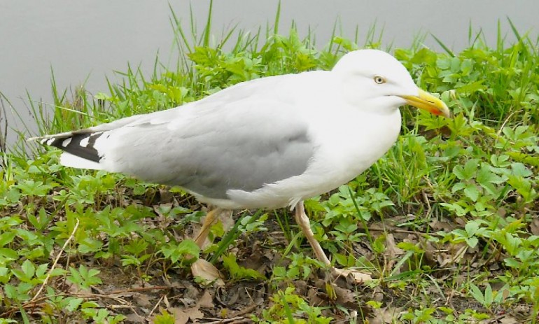 Pa ce�am uz bibliot�ku