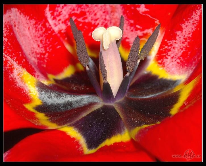 Kaut kas no tulp�m