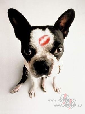 Labr�t, sv�tkos:))