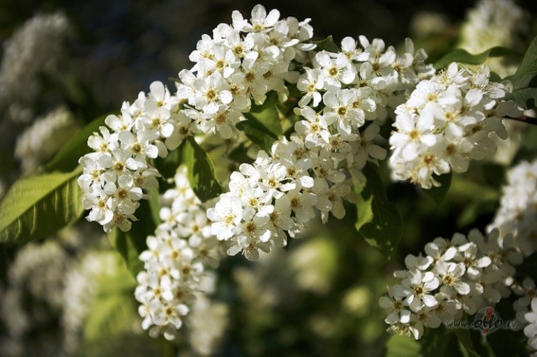 �� diena reibino�i gai�aun priec�ga k� v�ji�� l�ns,plaukst ievas ...