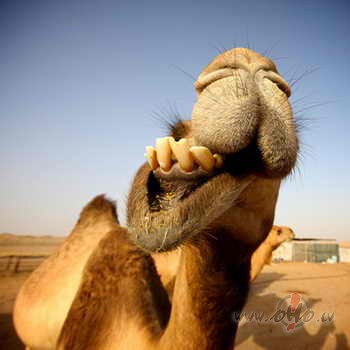 Viennoziimiigi...
