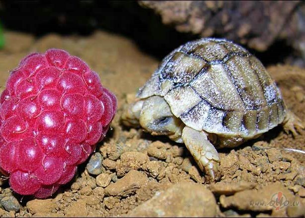 Labr�t, agrajiem OHO tus�t�jiem!