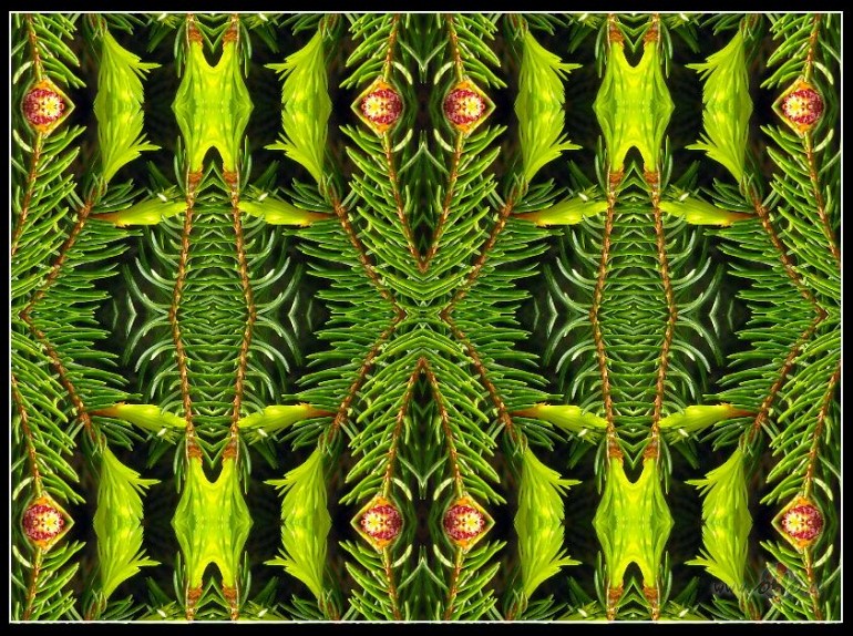 Egl�m jaunie dzinumi