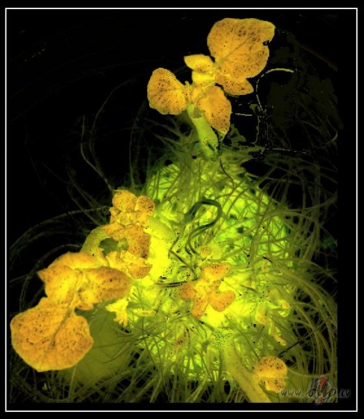 Joc�gas bildes (2)