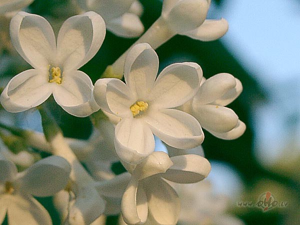 Ar Tevi tik viegli�ai pasaul� b�tpar saulstaru gai�uun zibo�u k��tno ...