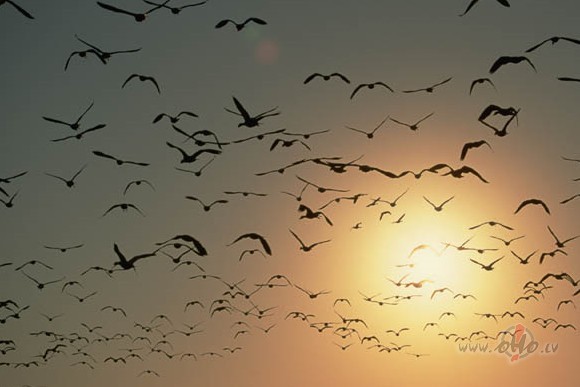 Dienas k� sap�i,k� zilgi putniaizlido,atlido,tuv�k n�k,tikai ...