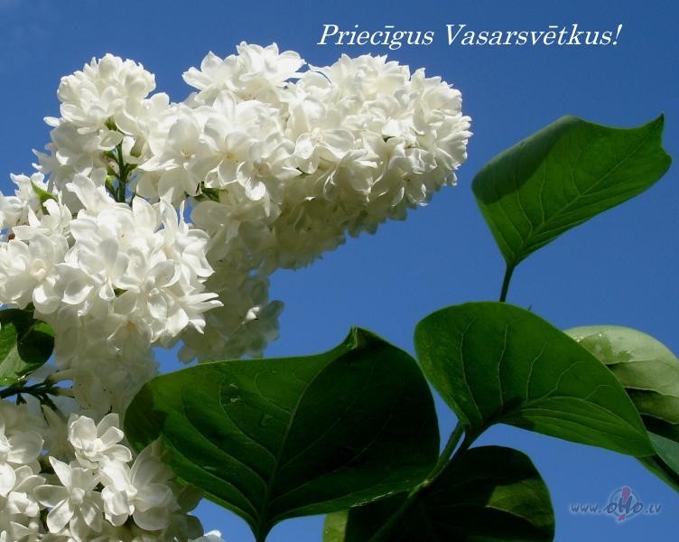 Priecgus Vasarsvtkus!