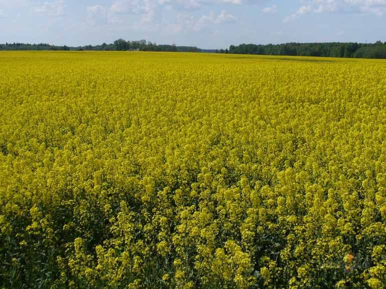 Un tad es t� padom�ju...