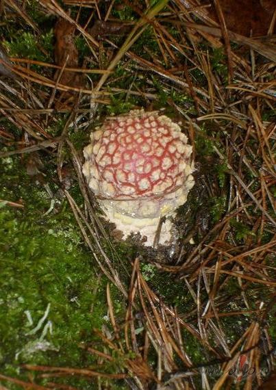 Matemaatikas uzdevums