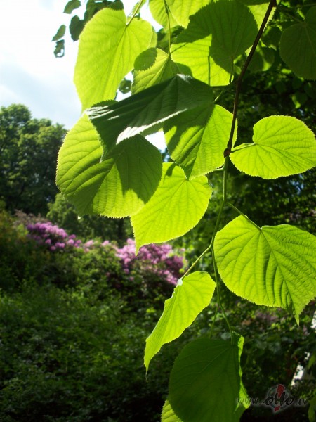 Jau j�nijs.Dr�z zied�s liepas.Un papardes ar�.:)