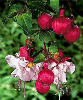 Fuksija_ lauzt� sirds:DDD