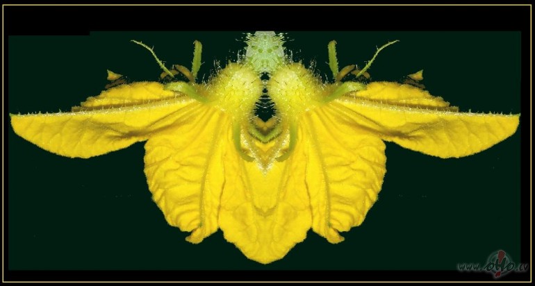 Vari�cijas par lampas t�mu:))