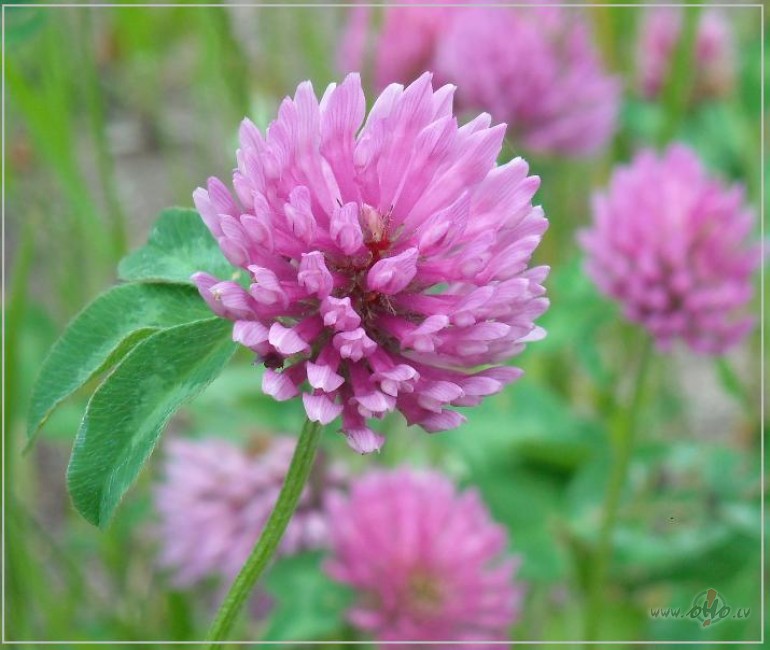 Vasaras siltaj� liet�