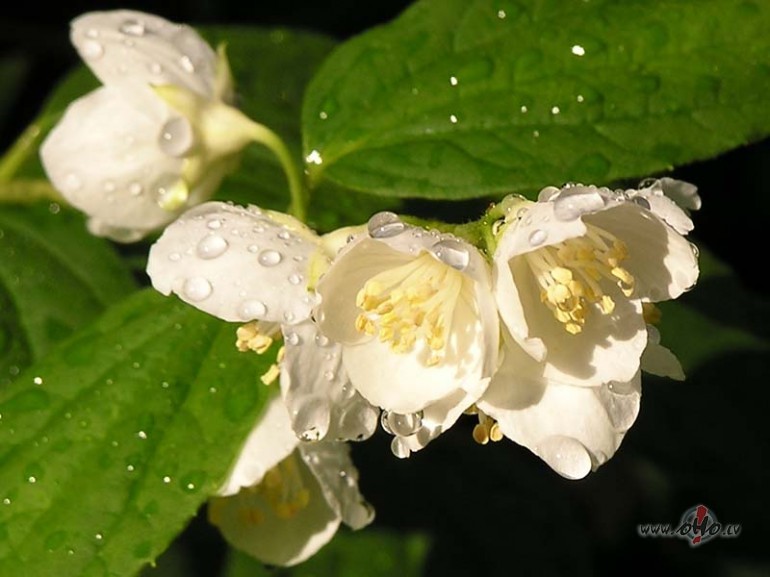 Skumji, ka k�ds aiziet!