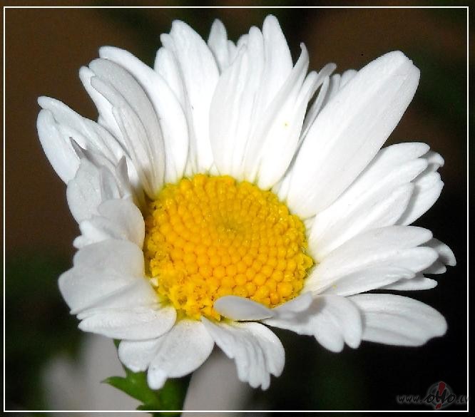 Neparasti parast� m�lest�ba /sarunas ar sevi par visu ko/