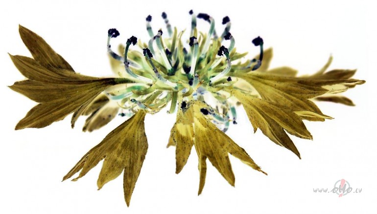 Vis�das bildes un citi darbi