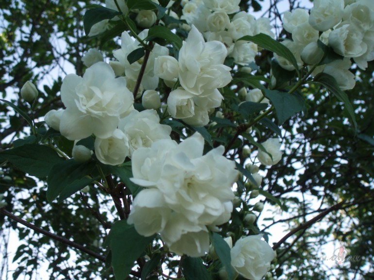 Nepareizs modin�t�js �or�t:((Tik agri...Robbie Williams and Kylie ...