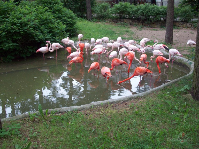 Vakar bij�m zoo,neskatoties uz lietu.Flamingiem pat�k dub�i un ...