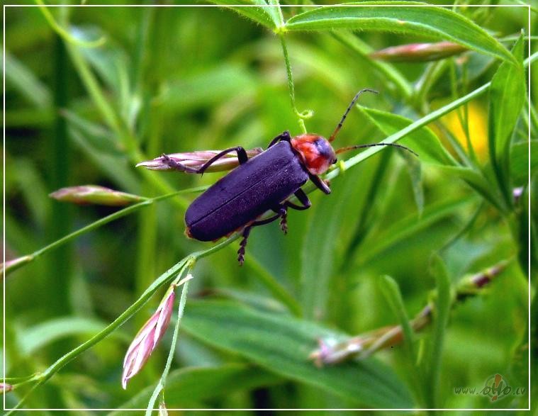 Akrob�tiski vingrin�jumi, gatavojoties sv�tkiem:)