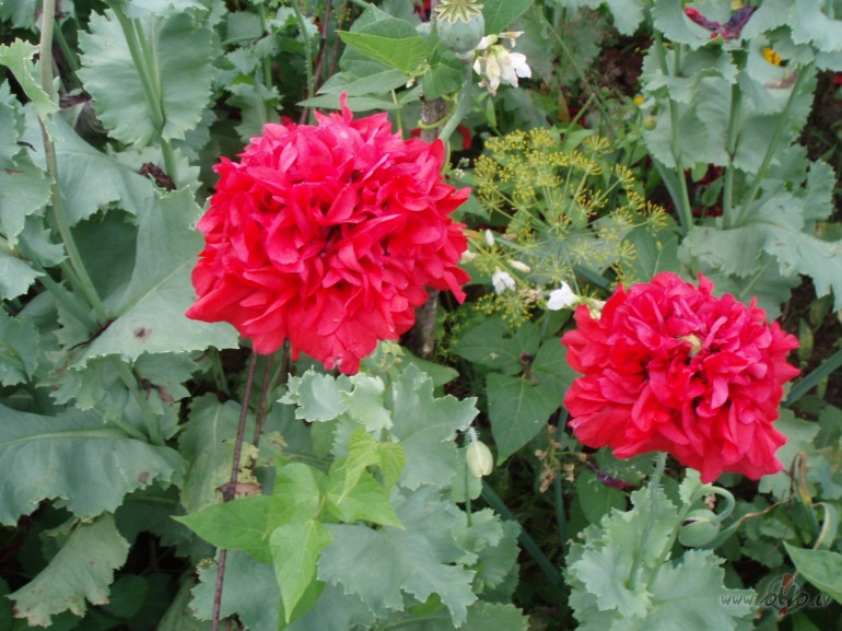 Sv�tku noska�as!