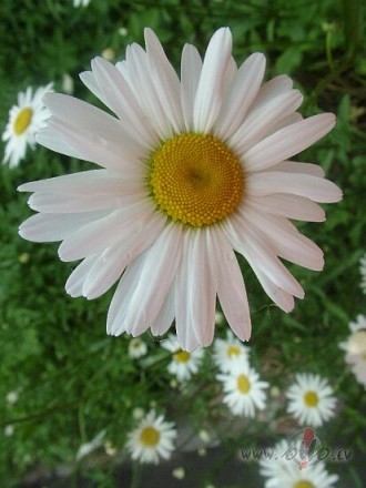 Pilnm�ness noska��s!