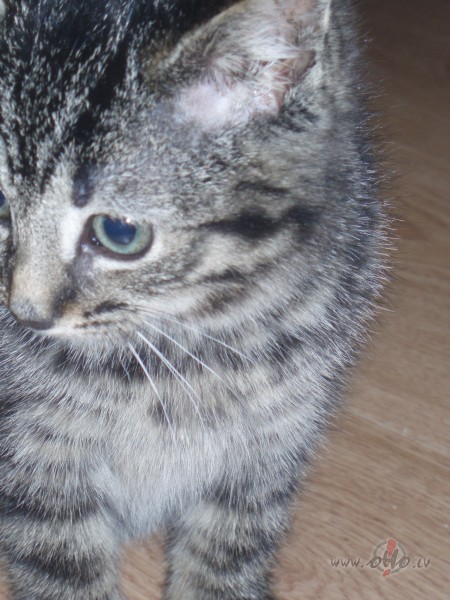 Man ka�is pl�� dokumentus!