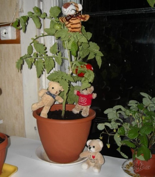 Pal�gi ra�as v�k�an�:)