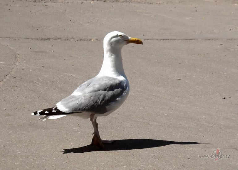 Saules pulkste�a vietas izpild�t�ja - te ir darbs:)