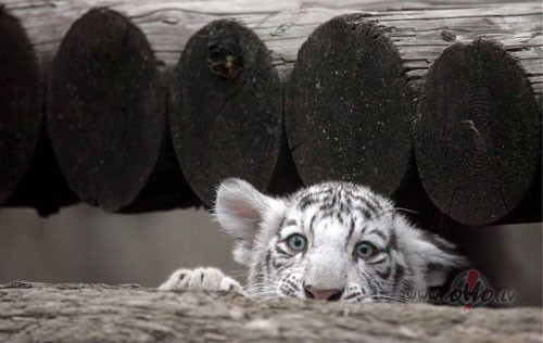 Bu-bu-bu sestdien�