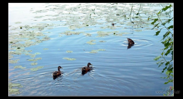 P�l�m pa��m savs tviteris:)