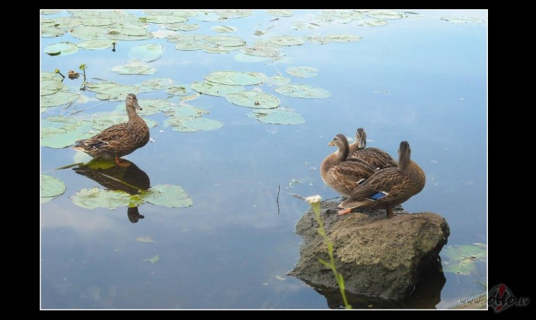 No deput�tu ikdienas:)