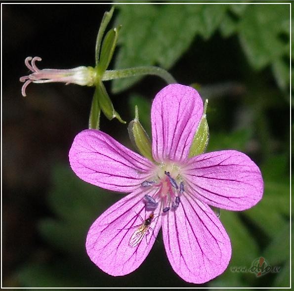 Vienk�r�i un divk�r�i