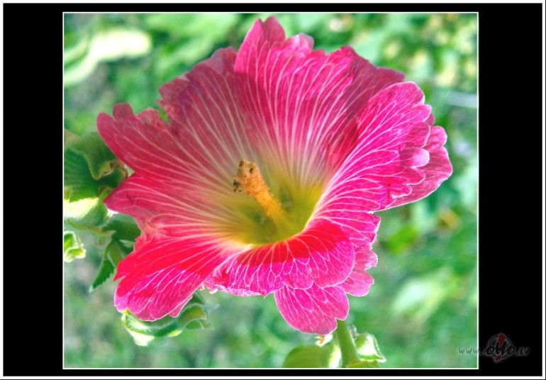 Roze. K�r�u roze.