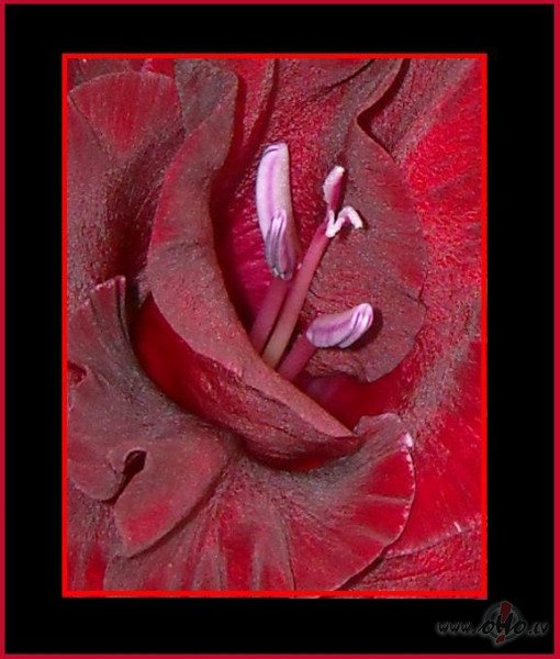 �� gladiola t�da interesanta...