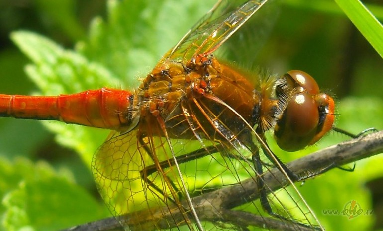 Sp�res vidusda�a:)