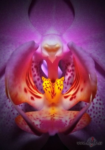 Labr�t, tre�dien�!